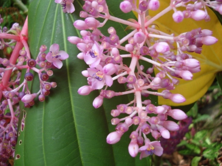 Purple blooms